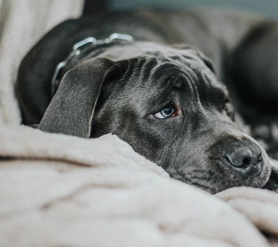 Close no olhar preocupado do mesmo cachorro enrolado no cobertor