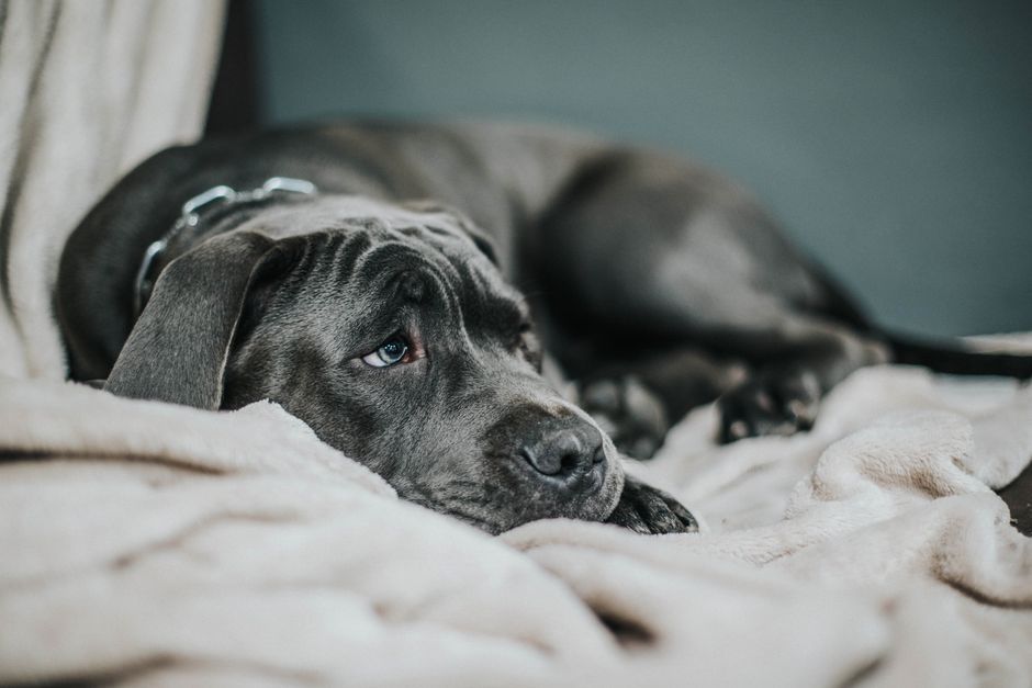 Cachorro deitado enrolado em um cobertor, com olhar triste e abatido