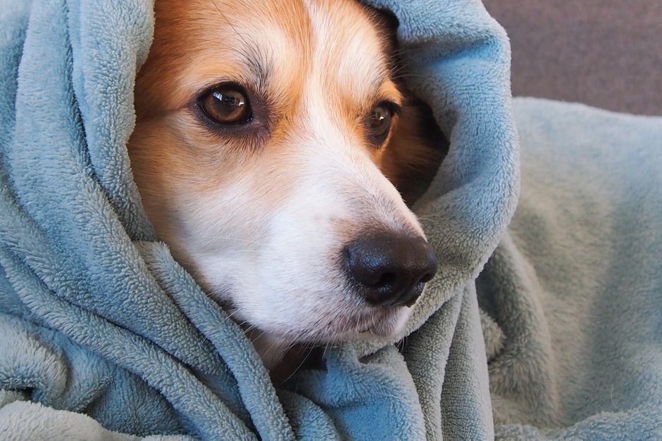 Cachorro enrolado numa toalha azul-acinzentada, olhos grandes e castanhos olhando de lado